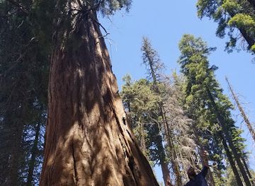 california/sequoia-national-park/attraction/high-sierra-trailhead