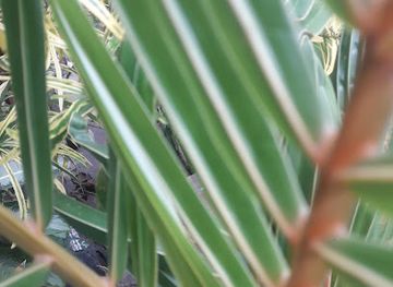 kenya/lake-turkana/attraction/envaitenet