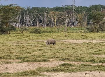 kenya/lake-nakuru-national-park/attraction/rhino-point