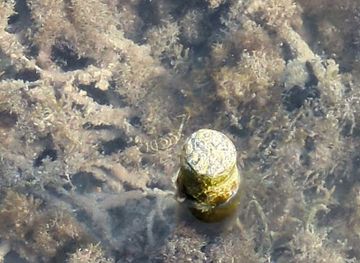 belize/ambergris-caye/attraction/sea-horses