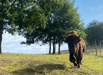 france/midi-pyrenees/attraction/la-ferme-aux-bisons