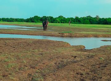 sri-lanka/minneriya-national-park/attraction/kaudulla-jeep-safari-menula-kaudulla-minneriya-safari-service