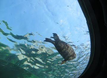 south-carolina/midlands/attraction/sea-lion-landing
