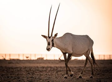 oman/al-wusta-governorate/attraction/arabian-oryx-sanctuary