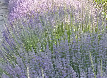 Bansko Lavender