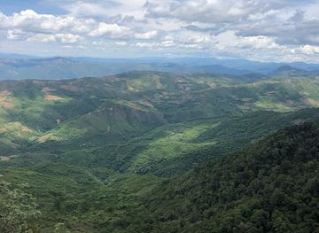 bolivia/amboro-national-park/attraction/bosque-de-helechos-gigantes