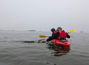 namibia/walvis-bay/attraction/pelican-point-kayaking