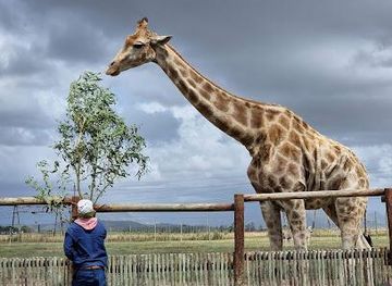 south-africa/cape-town/attraction/giraffe-house