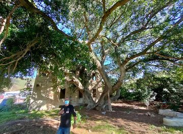 israel/rosh-hanikra/attraction/etz-hapikus-atik-hagadol-beshlomi