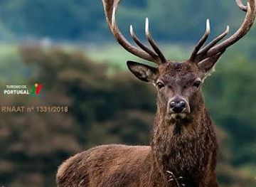 portugal/coimbra/attraction/veado-verde-green-deer