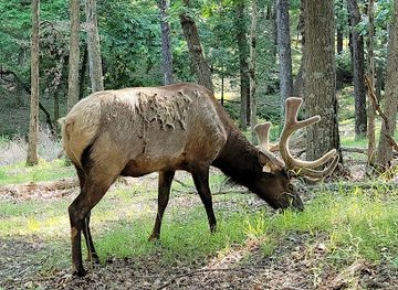 missouri/northwest-missouri/attraction/lone-elk-park