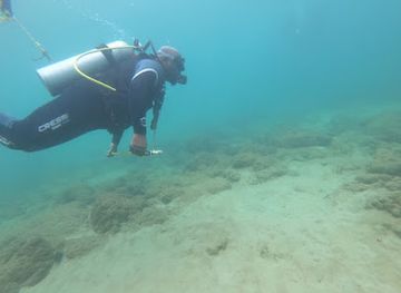 trinidad-and-tobago/tobago/attraction/wild-turtle-scuba-tobago