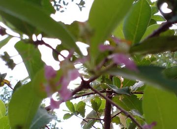 sri-lanka/anuradhapura/attraction/jadila-mawatha