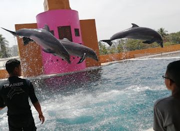 mexico/costa-grande/attraction/delfiniti-of-mexico