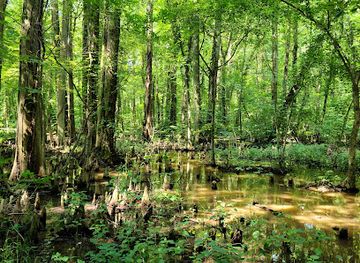 maryland/patuxent-river-region/attraction/battle-creek-cypress-swamp