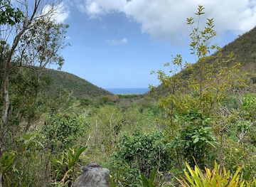 british-virgin-islands/sage-mountain-national-park/attraction/petroglyphs