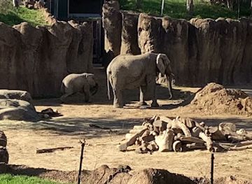 texas/dallas/attraction/dallas-zoo