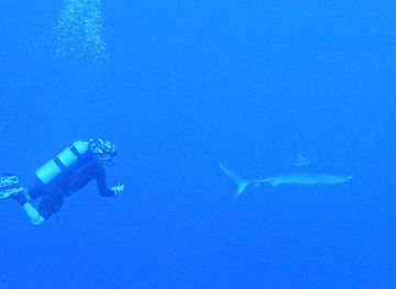 maldives/fuvahmulah-island/attraction/tiger-wall-dive-site