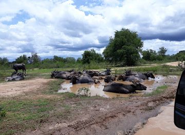 sri-lanka/udawalawe-national-park/attraction/jungle-muru-safari