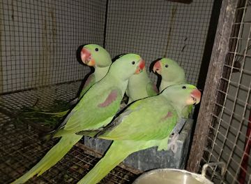 pakistan/faisalabad/attraction/zohaib-aviary