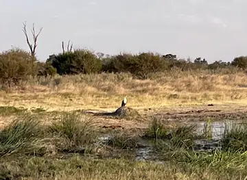 NG/25 (Ngamiland Adventure Safaris)