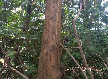 ghana/amedzofe/attraction/kalakpa-resource-reserve