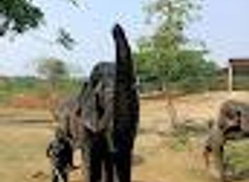 india/bhubaneswar/attraction/nandankanan-zoo-safari