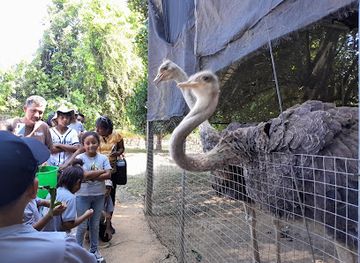 belize/vaca-plateau/attraction/belize-ostrich-association