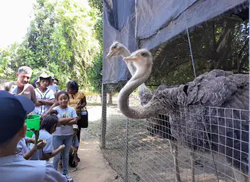 Belize Ostrich Association