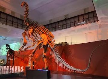 australia/sydney/attraction/australian-museum