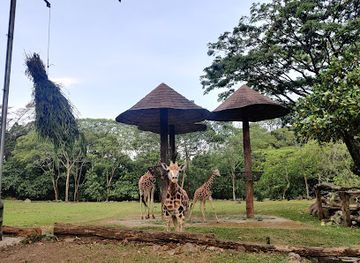 indonesia/east-java/attraction/indonesia-safari-park-ii-prigen