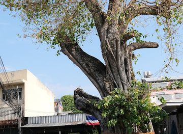 thailand/chiang-mai/old-city/attraction/big-old-tree