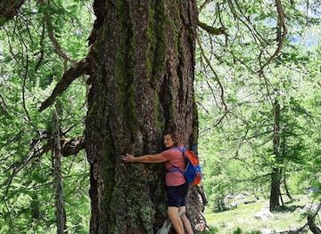 italy/cervinia/attraction/larici-secolari
