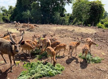 cambodia/mondulkiri-province/attraction/mayura-wild-park