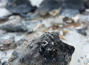 Black Conch Beach