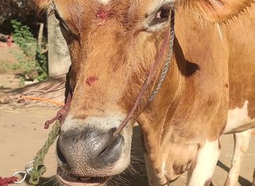 india/tamil-nadu/attraction/vennar-falls