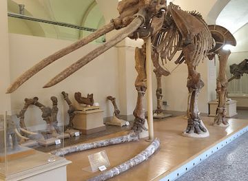 italy/mugello/attraction/geology-and-paleontology-museum