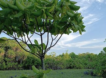 maldives/haa-dhaalu-atoll/attraction/fushifaru-picnic-area