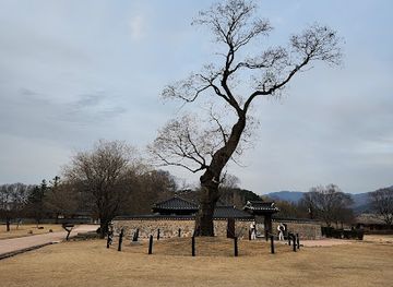 south-korea/hoseo-region/attraction/chinese-scholar-tree-hoya-tree
