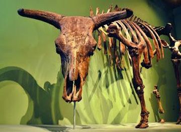 denmark/hillerod/attraction/roskilde-museum