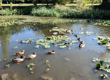 slovenia/skocjan-caves/attraction/kontovelska-mlaka-kontovel-pond