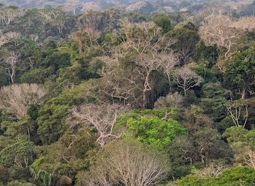 peru/tambopata-national-reserve/attraction/collpas-tambopata-inn-tower