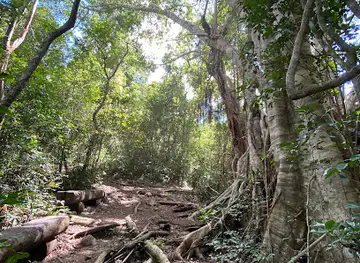 The Fig Tree - Airlie Creek Trail