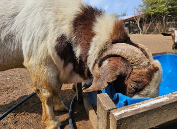 aruba/arikok-national-park/attraction/the-goat-aruba