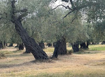 greece/east-macedonia-and-thrace/attraction/prinou-forest-olive