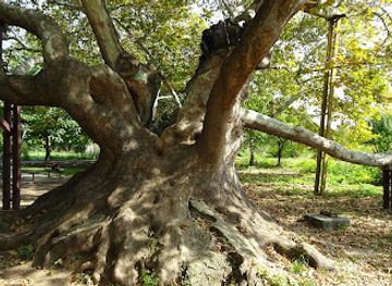 bulgaria/stara-zagora/attraction/vekovno-drvo-star-chinar