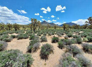 california/joshua-tree-national-park/attraction/arizona-s-joshua-tree-forest