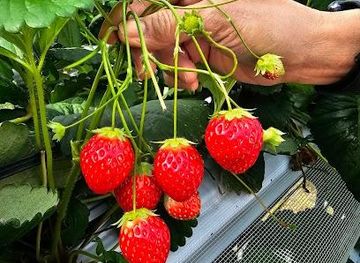 japan/chikuzen/attraction/lion-strawberry-farm