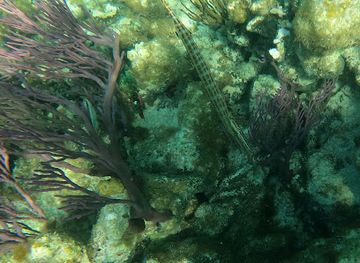 turks-and-caicos-islands/pine-cay/attraction/snorkeling-trail