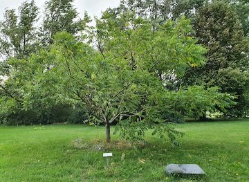 latvia/pape-nature-reserve/attraction/mandzurijas-riekstkoks